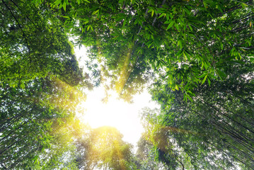 Looking up at the lush bamboo forest