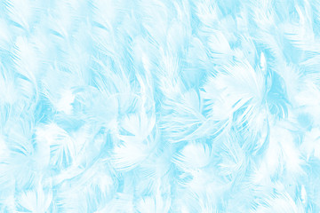 Beautiful green turquoise vintage color trends feather pattern texture background