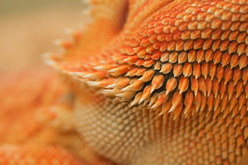 close-up pattern skin, reptil animal of small exotic pet