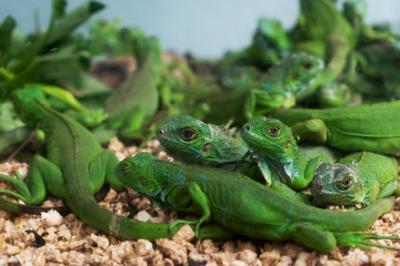 reptil animal of small exotic pet