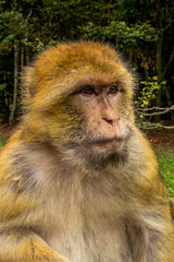 Barbary Macaque in very nice colors