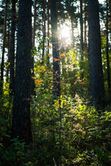 Beautiful autumn forest in the morning sunlight. Selective focus. Shallow depth of field.