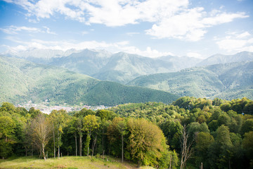 Fototapeta premium Fir Forest. Sochi. Krasnaya Polyana. Russia.