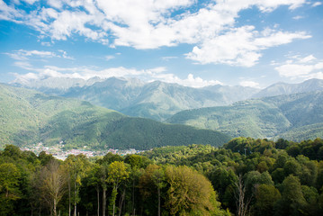 Fir Forest. Sochi. Krasnaya Polyana. Russia.