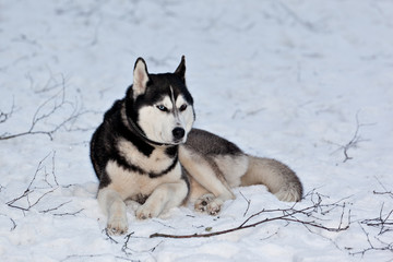 Dog breed Siberian Husky lies on snow in a snowy forest
