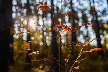 Beautiful autumn forest in the morning sunlight. Selective focus. Shallow depth of field.