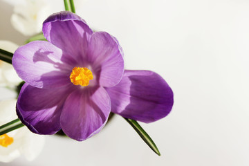 Blurry image of colorful flowers on white background. Cropped shot of crocus flowers.