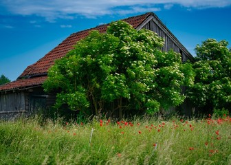 Schuppen mit Wiese