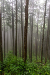 霧に包まれた奈良の杉林