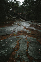 Fallen pinetree with a cracked rock in a foreground