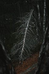 Dead pinetree in a dark moody forest