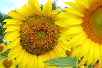 sunflower blooming in nature garden, beautiful yellow flower blossom in morning day of springtime