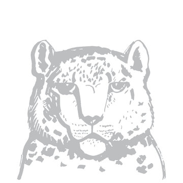 snow leopard ounce, large cat native to the mountain ranges of Asia ranging from eastern Afghanistan to Mongolia and western China. Gray sketch markers, freehand drawing isolated on white. Vector