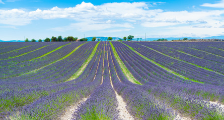 Fototapeta na wymiar Rows of blooming lavender flowers