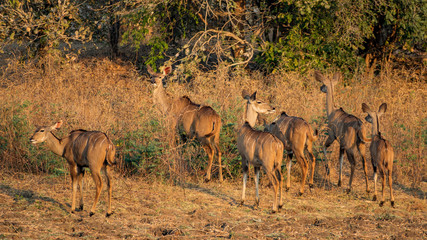 Group of kudu entering the bush at dusk
