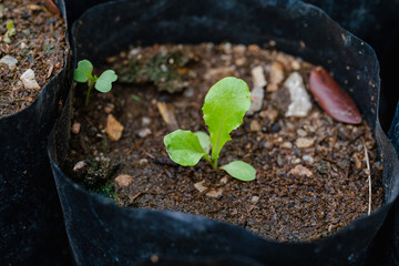 planting vegetables lettuce leaf on soil in the garden