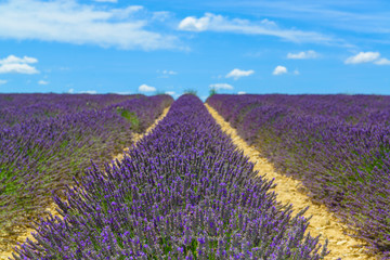 Fototapeta na wymiar Sunny lavender field