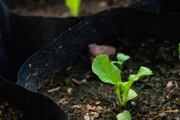 planting vegetables lettuce leaf on soil in the garden