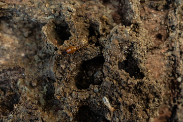 Dry-Wood Termites on the old wood rotting