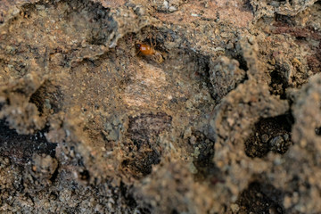 Dry-Wood Termites on the old wood rotting