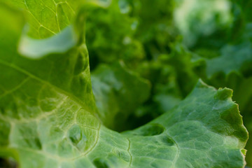 Lettuce leaves Planting in farmer's garden for food.healthy lettuce growing in the soil Fresh green leaf lettuce plants grows in the open ground.