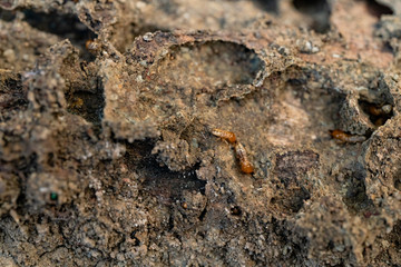 Dry-Wood Termites on the old wood rotting