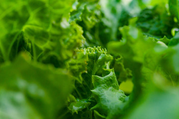 Lettuce leaves Planting in farmer's garden for food.healthy lettuce growing in the soil Fresh green leaf lettuce plants grows in the open ground.