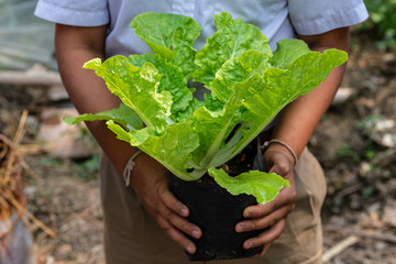 Chinese cabbage black bag nursery in morning sunlight