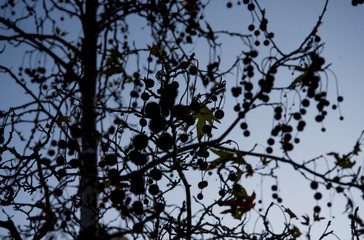 A leafless Sycamore tree with fruit in the background light at sunset. Outlines of tree branches. Background.