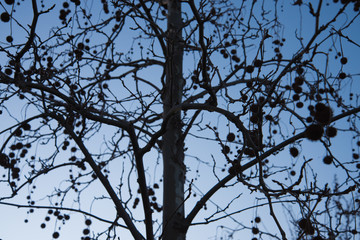A leafless Sycamore tree with fruit in the background light at sunset. Outlines of tree branches. Background.