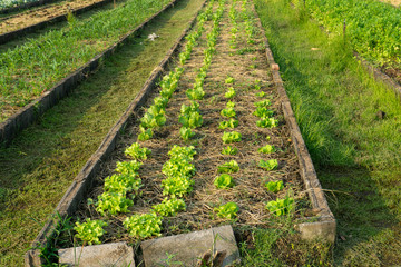 Lettuce leaves Planting in farmer's garden for food.healthy lettuce growing in the soil Fresh green leaf lettuce plants grows in the open ground.