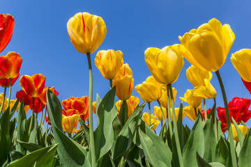 Obraz premium Red and yellow tulips againt a blue sky in The Netherlands