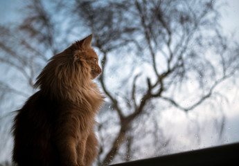 Ginger Tom Cat looking out of window on stormy day with Beech tree in background.