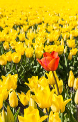 Obraz premium Single red tulip in a field of yellow tulips in The Netherlands