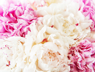 Peony flowers as a background