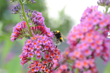 Hummel an Sommerflieder