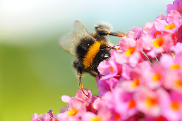 Hummel an Sommerflieder