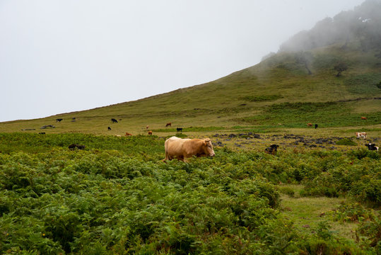 cattle walking in the mountains