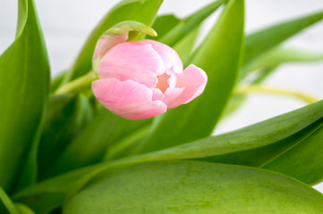 Fototapeta premium Spring flowers. Pink blooming tulips close up.
