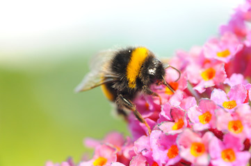 Hummel an Sommerflieder