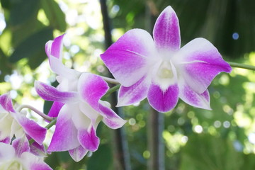 Orchid in the garden