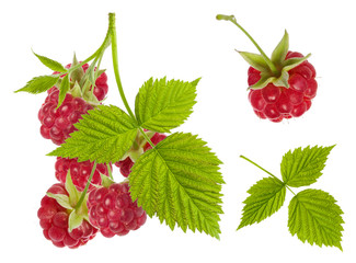 Raspberry red ripe berries set on branch with green leaves isolated on white background