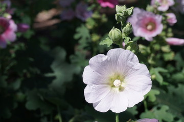 White flower in the garden.