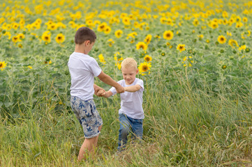 Fototapeta premium Two boys rother have fun in the field of sunflowers, summer, the concept of friendship