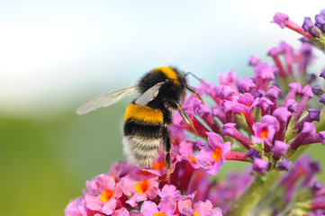 Hummel an Sommerflieder