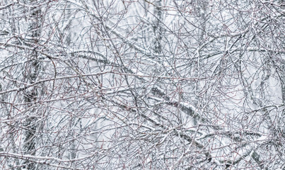 Fairytale fluffy snow-covered trees branches, nature scenery with white snow and cold weather. Snowfall in winter park