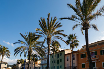 Fototapeta na wymiar Palm trees along the street of the Andratx port
