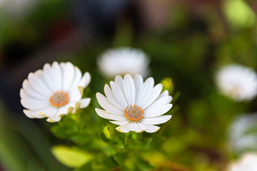 Blooming daisies on unfocused background