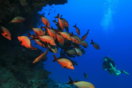 Humpback red snappers and scuba diver