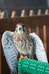 Kestrel sitting on the fence. A small bird of p for prey.